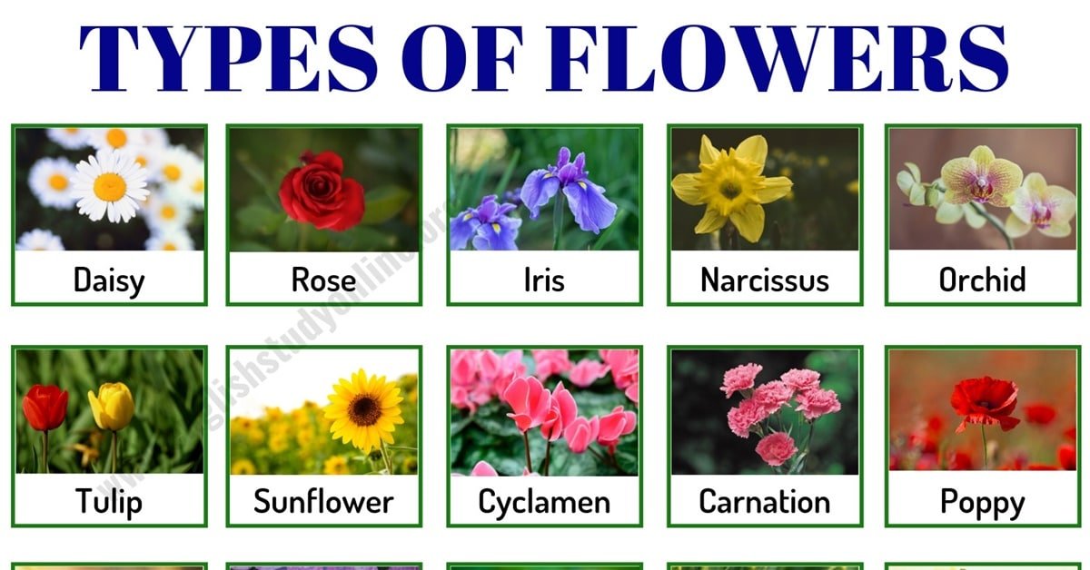 Types Of Flowers Different Kinds Of Flowers With Names And Pictures