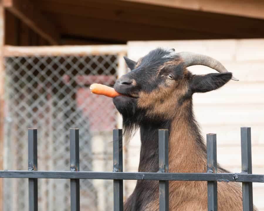 25 Great Goat Fencing Ideas for Your Yard in 2020