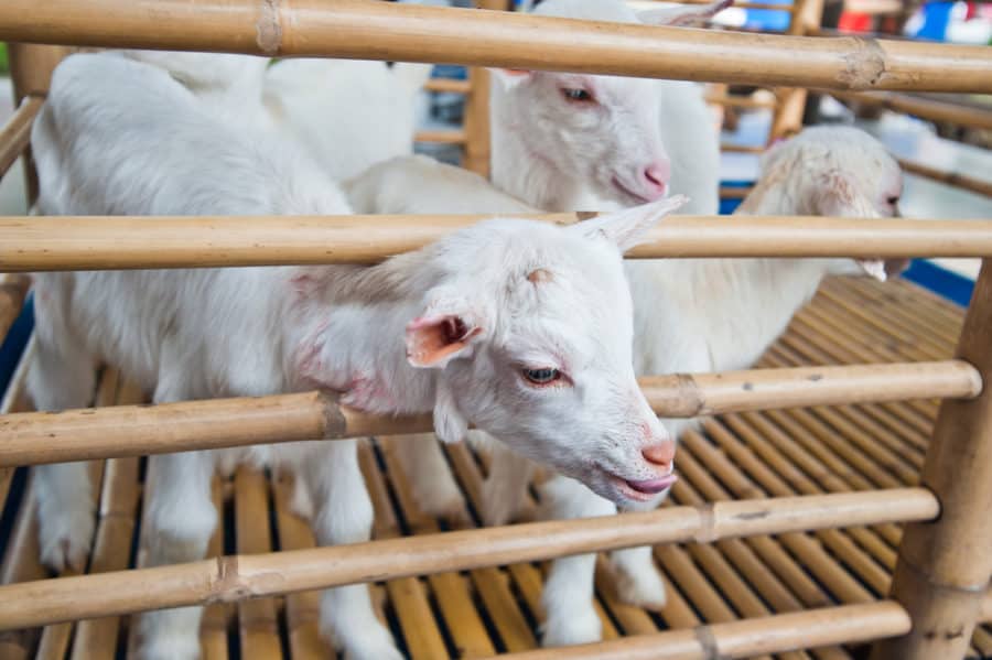 Bamboo Pen and Goat Fence