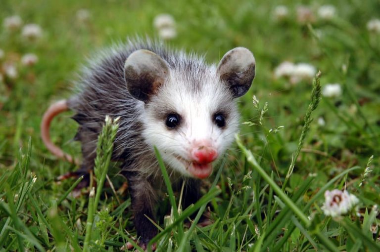 Can you Shoot a Possum in your Backyard? What to Know 2020