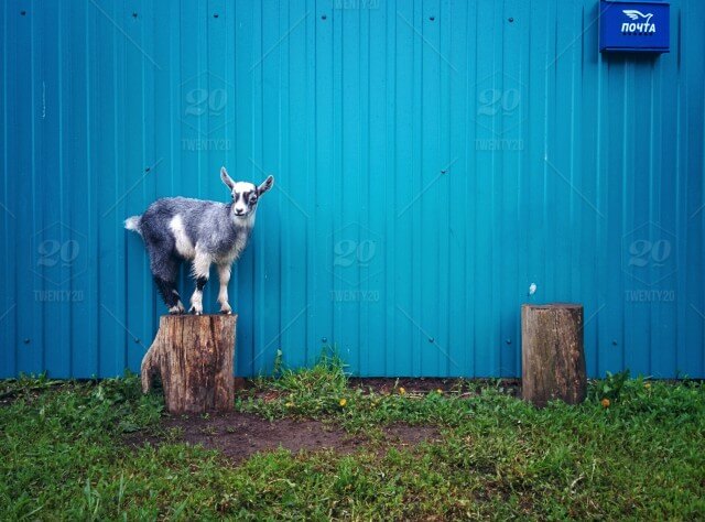 Colorful Goat Fence