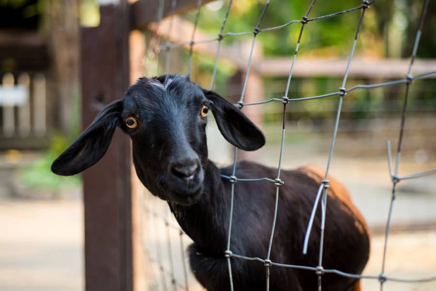 Large Square Wire Goat Fence