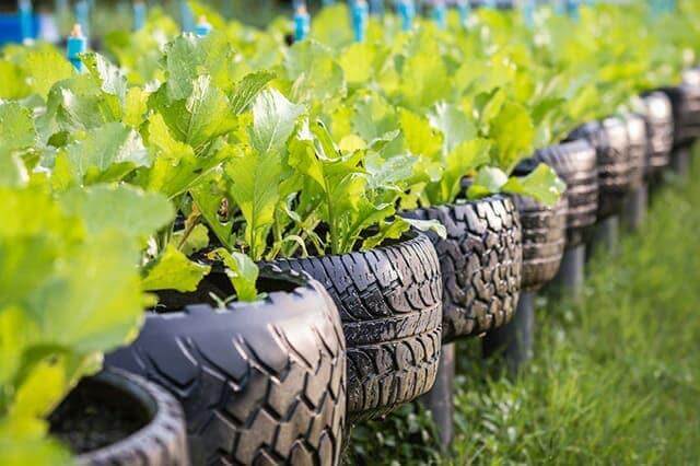 Tire Garden