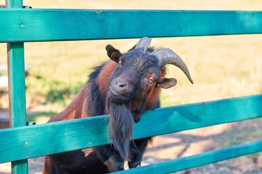 Painted Goat Fence