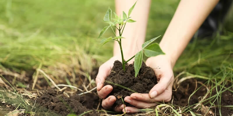 Planting the Plants!