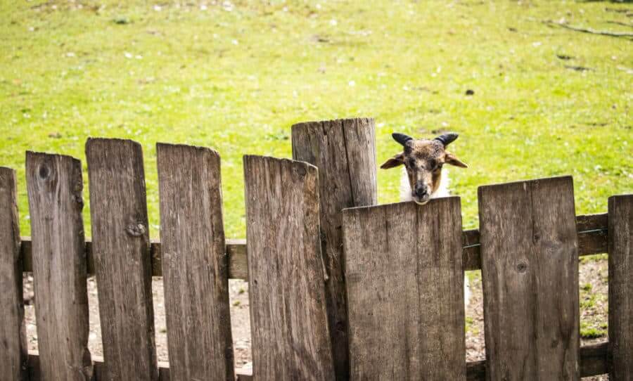 Reclaimed Wood Goat Fence