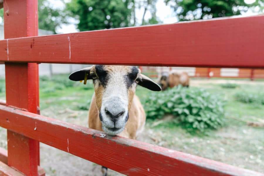Red Slat Goat Fence