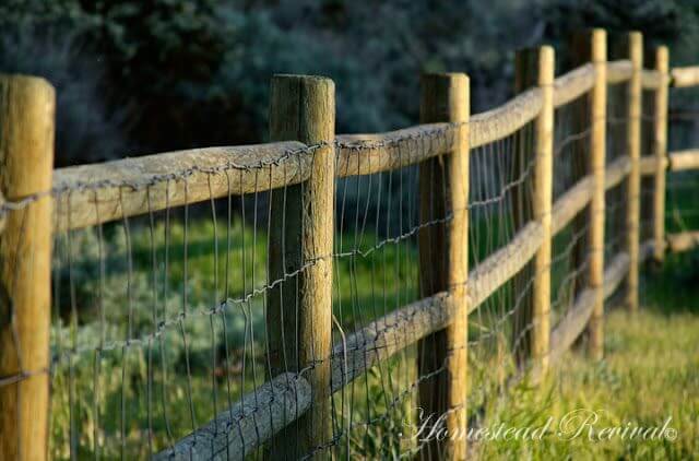 20 Great Goat Fencing Ideas For Your Yard In 2020 Eathappyproject