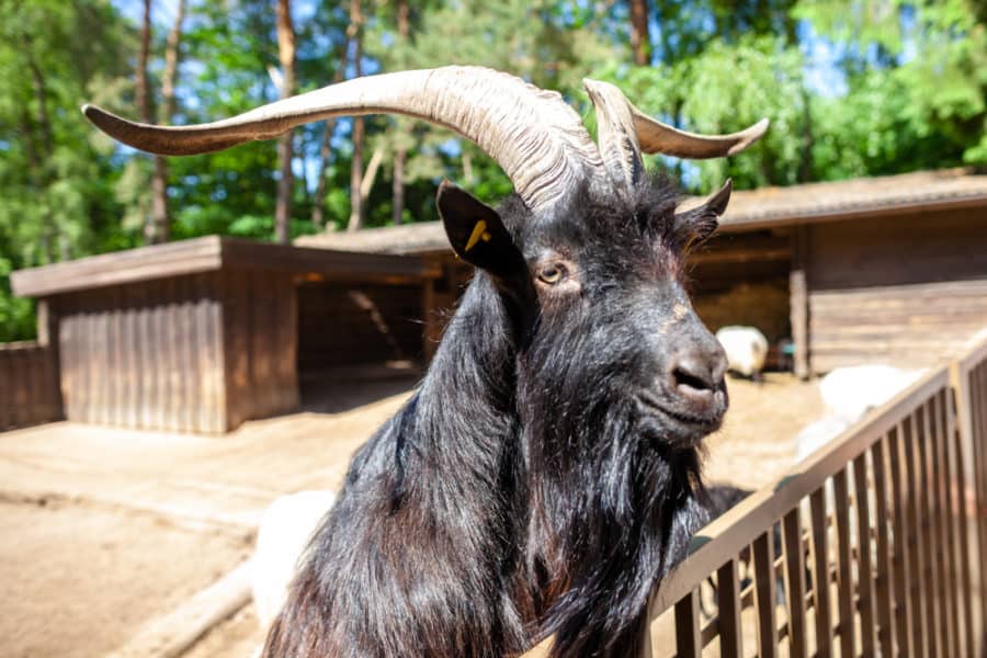 Wrought Iron Goat Fence