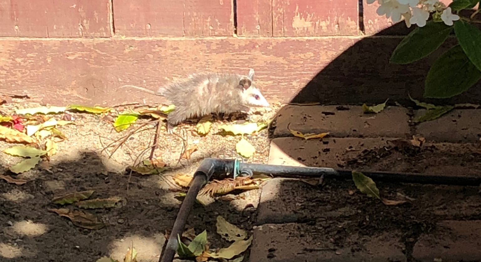Can You Shoot a Possum in Your Backyard? EatHappyProject