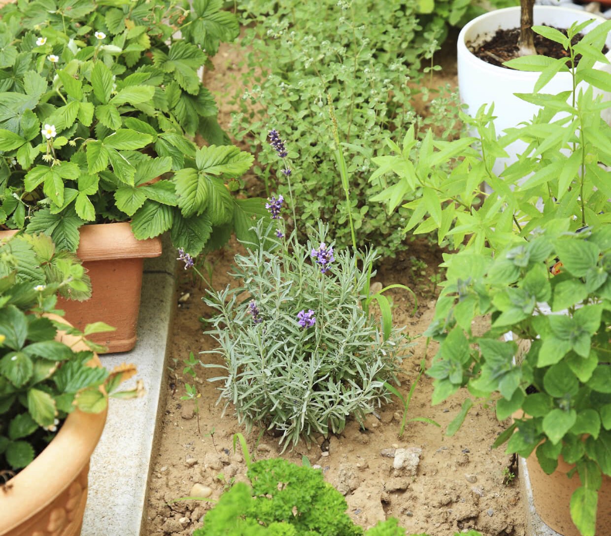 Grow Fragrant Herbs