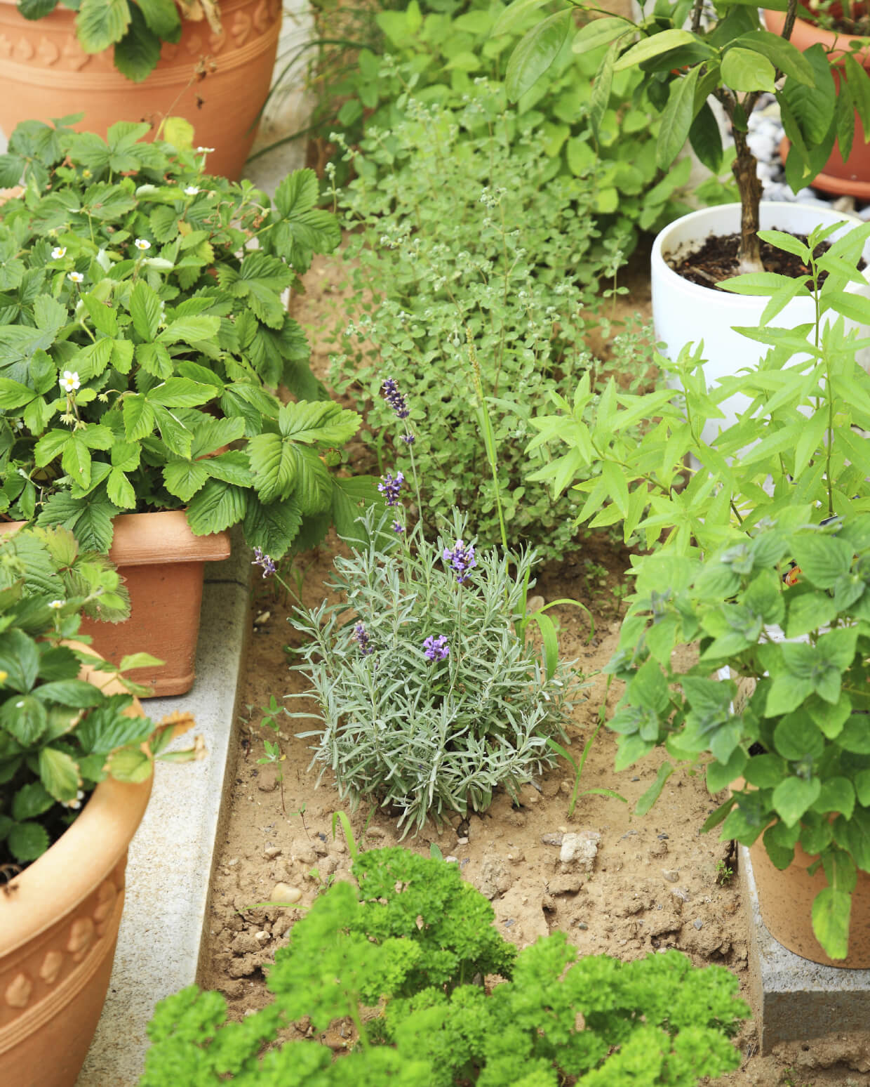 Grow Fragrant Herbs