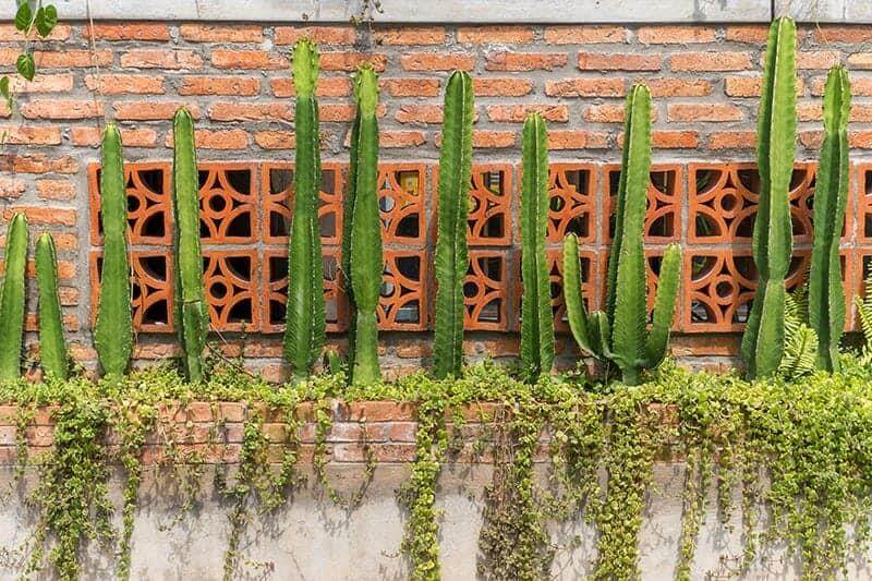 Cactus Wall