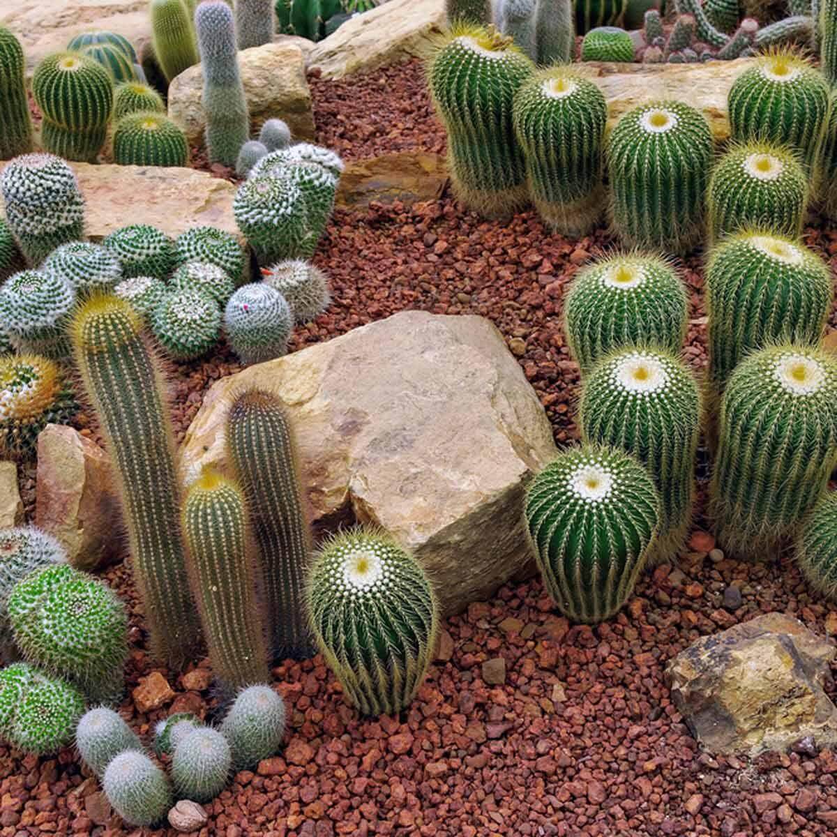 cactus landscape ideas