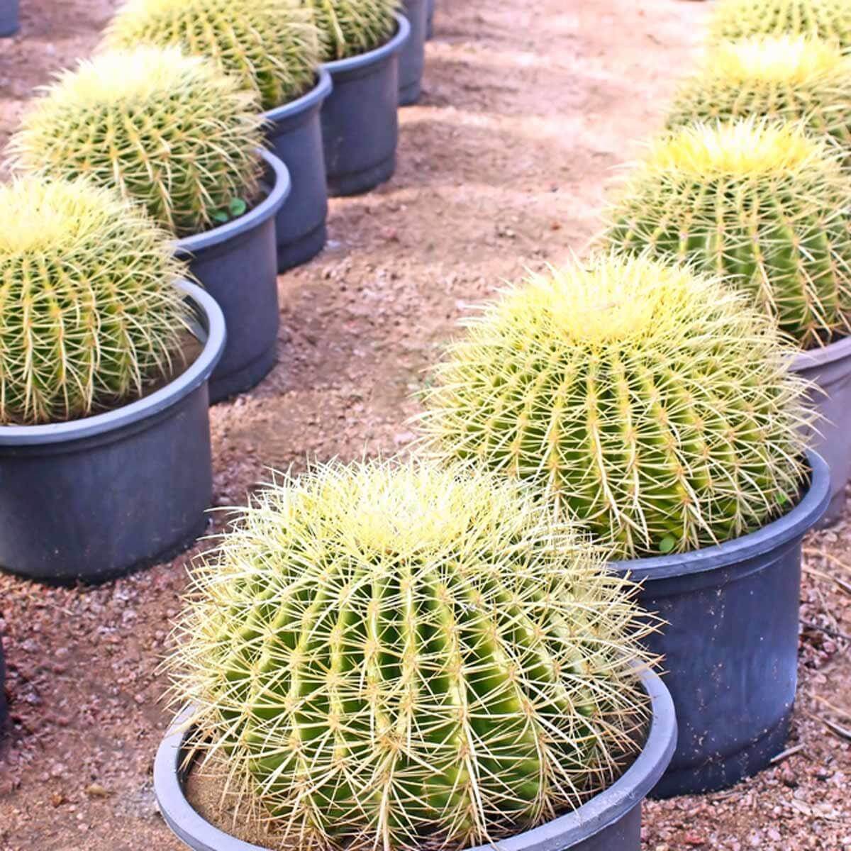 Barrel Cacti Planter