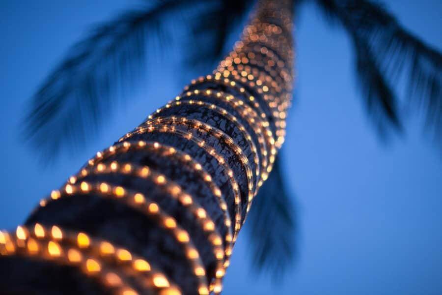 Rope Light around Palm Tree   