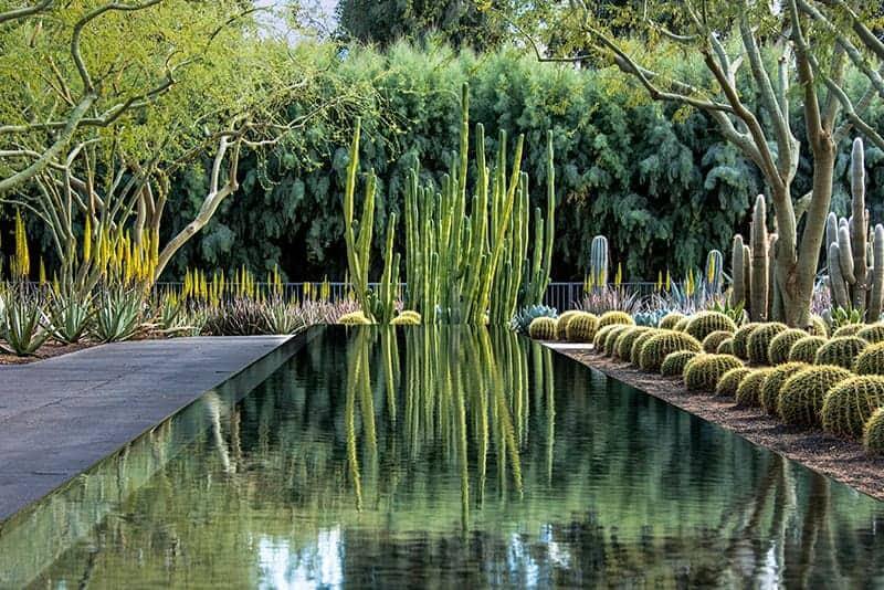 Cacti Reflection