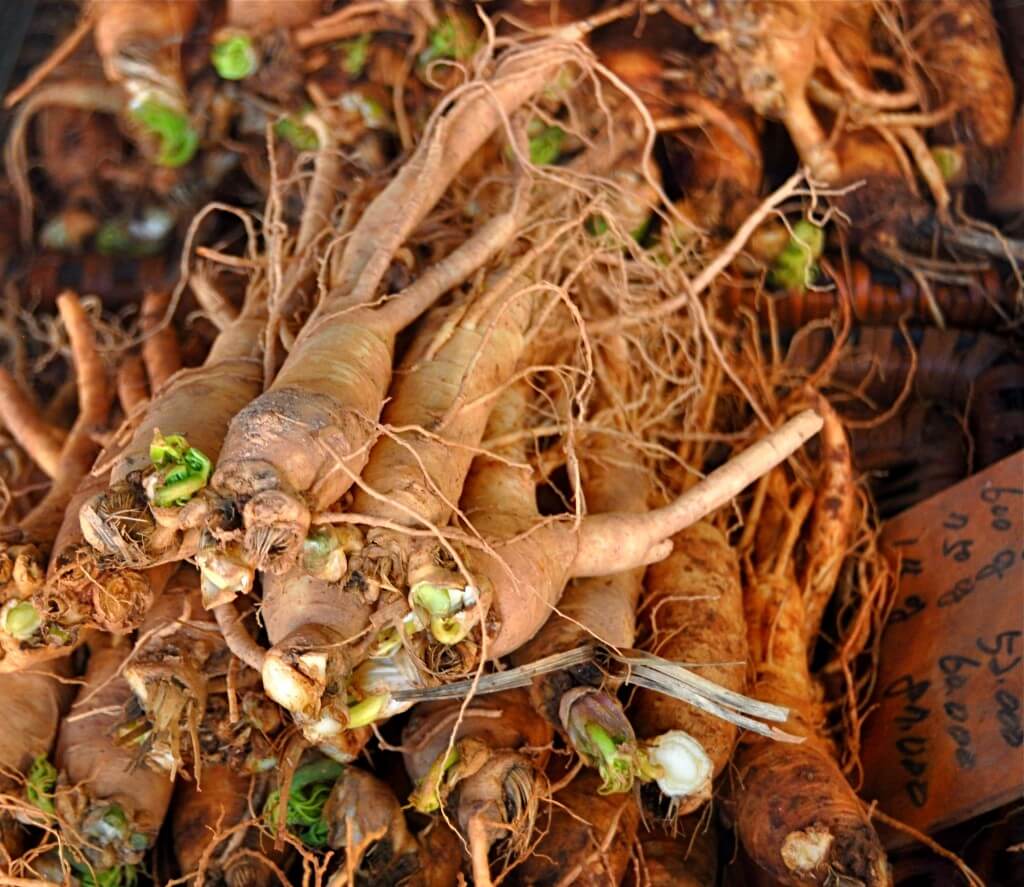 American Ginseng vs Asian Ginseng