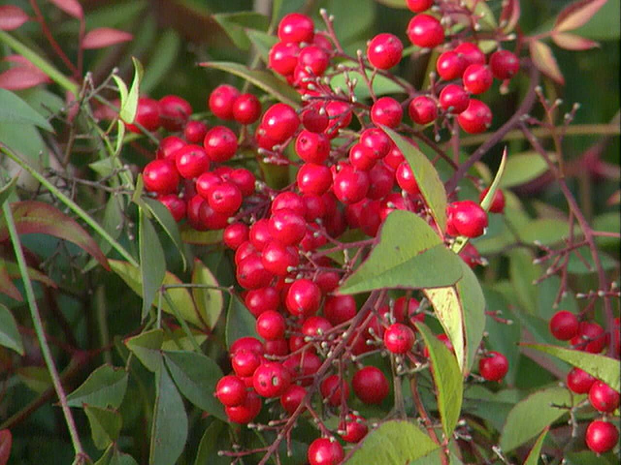 big red berry tree