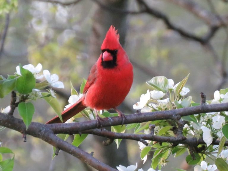 Attract Cardinals to Your Yard: 7 Tips And 3 Things to Avoid