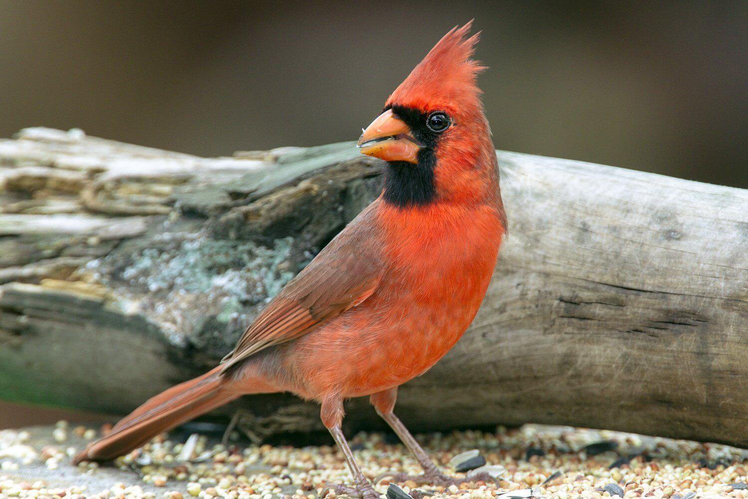 Attract Cardinals