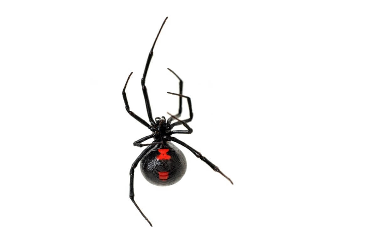 Black Widow Spider