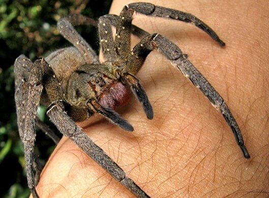 Brazilian Wandering Spider