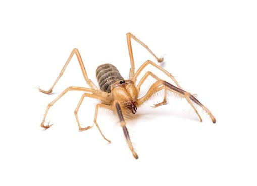 Camel Spider