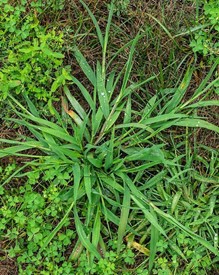 Crabgrass