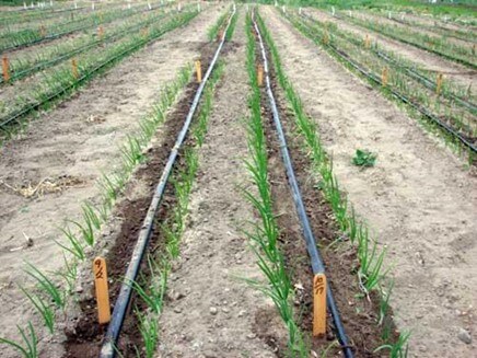 Drip Sprinkler System