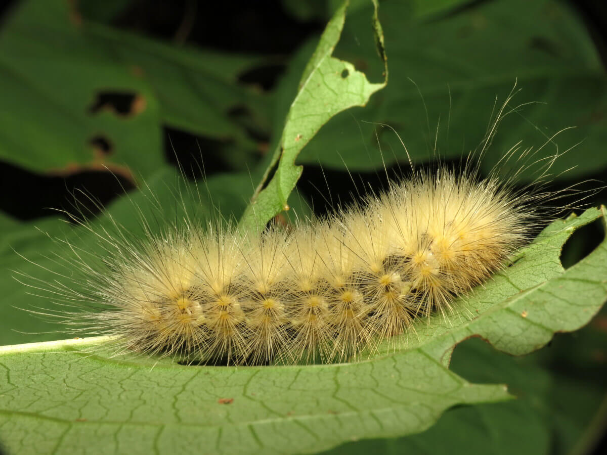 lime green hairy caterpillar