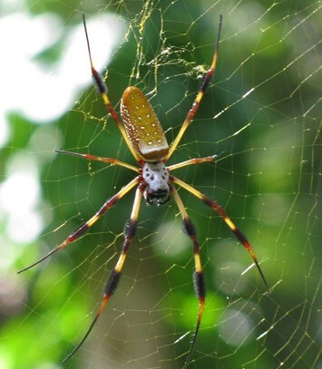 Golden Silk Spider