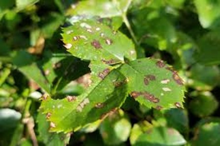 How Can You Treat This Condition of Brown Spots on Your Leaves