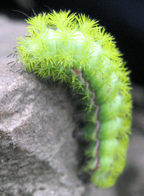 Io Caterpillar