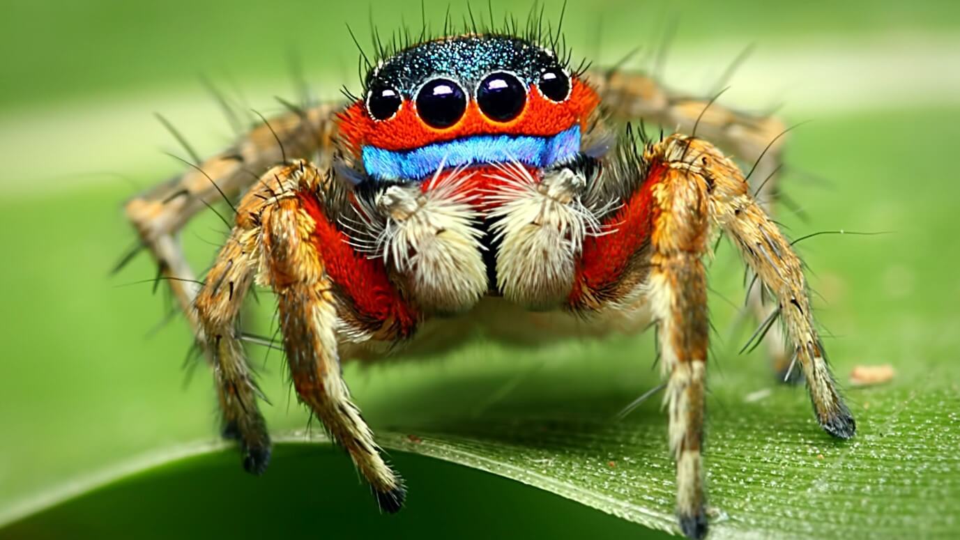 types-of-spiders-with-identification-guide-names-pictures-charts