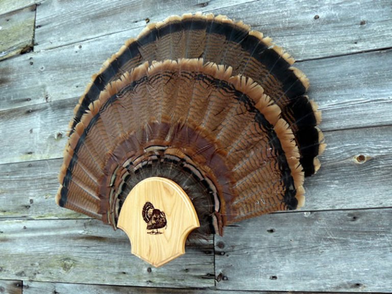 Turkey Hunting: How to Differentiate between Jake and Long Beard ...