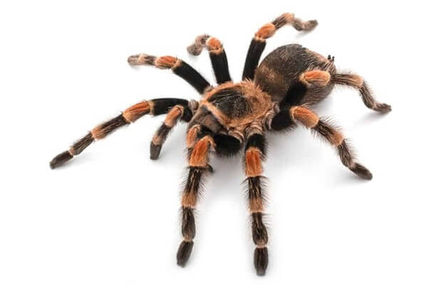 Tarantula