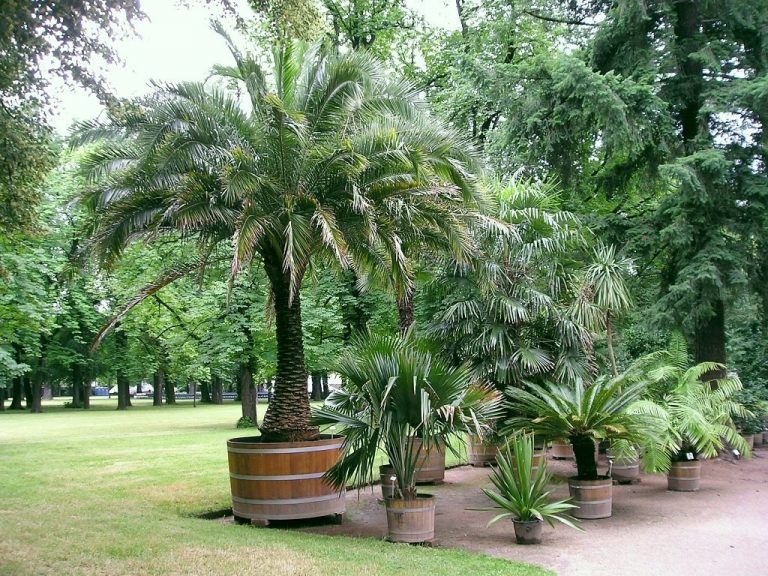 Top 18 Small or Dwarf Palm Trees [with Identification Pictures]