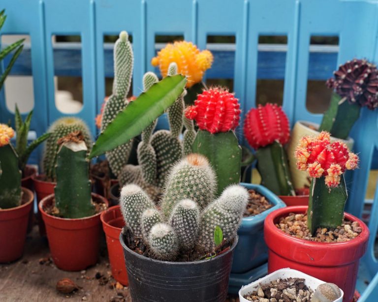 Top 26 Easy to Maintain Desert Plants for Your Home and Garden 