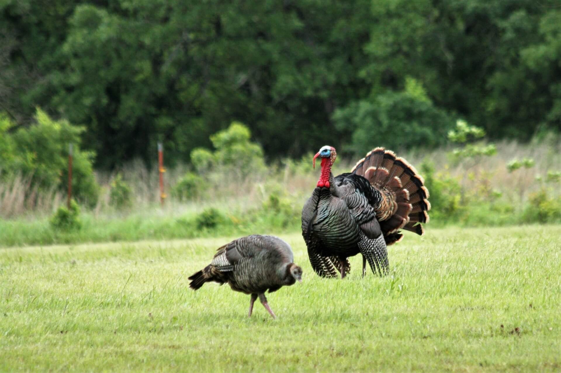 Turkey Hunting; How to tell the difference between Jake and Long Beard