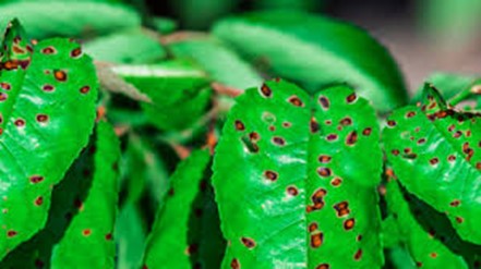 What Does It Mean If You Find Brown Spots on Leaves of The Plants in Your Garden