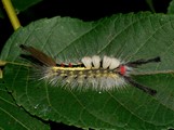 White-Marked Tussock Moth Caterpillar