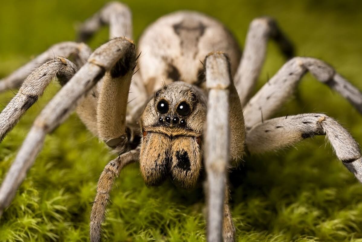 Wolf Spider