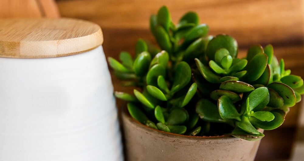 15 Plants That Bring Prosperity, Good Luck, And Fortune to Your Family
