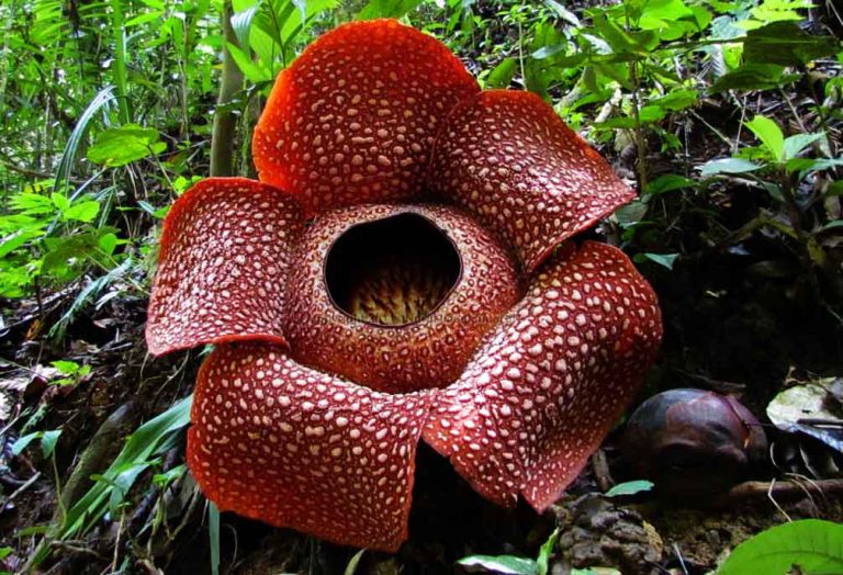 16 Rare Flowers That Are Exceptionally Beautiful 