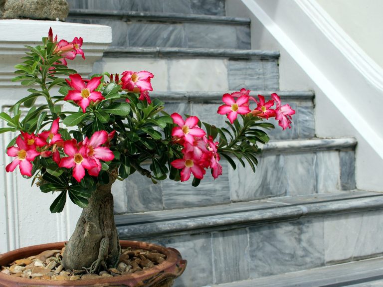 20 Unique, Cool, and Unusual Houseplants You Need to Grow