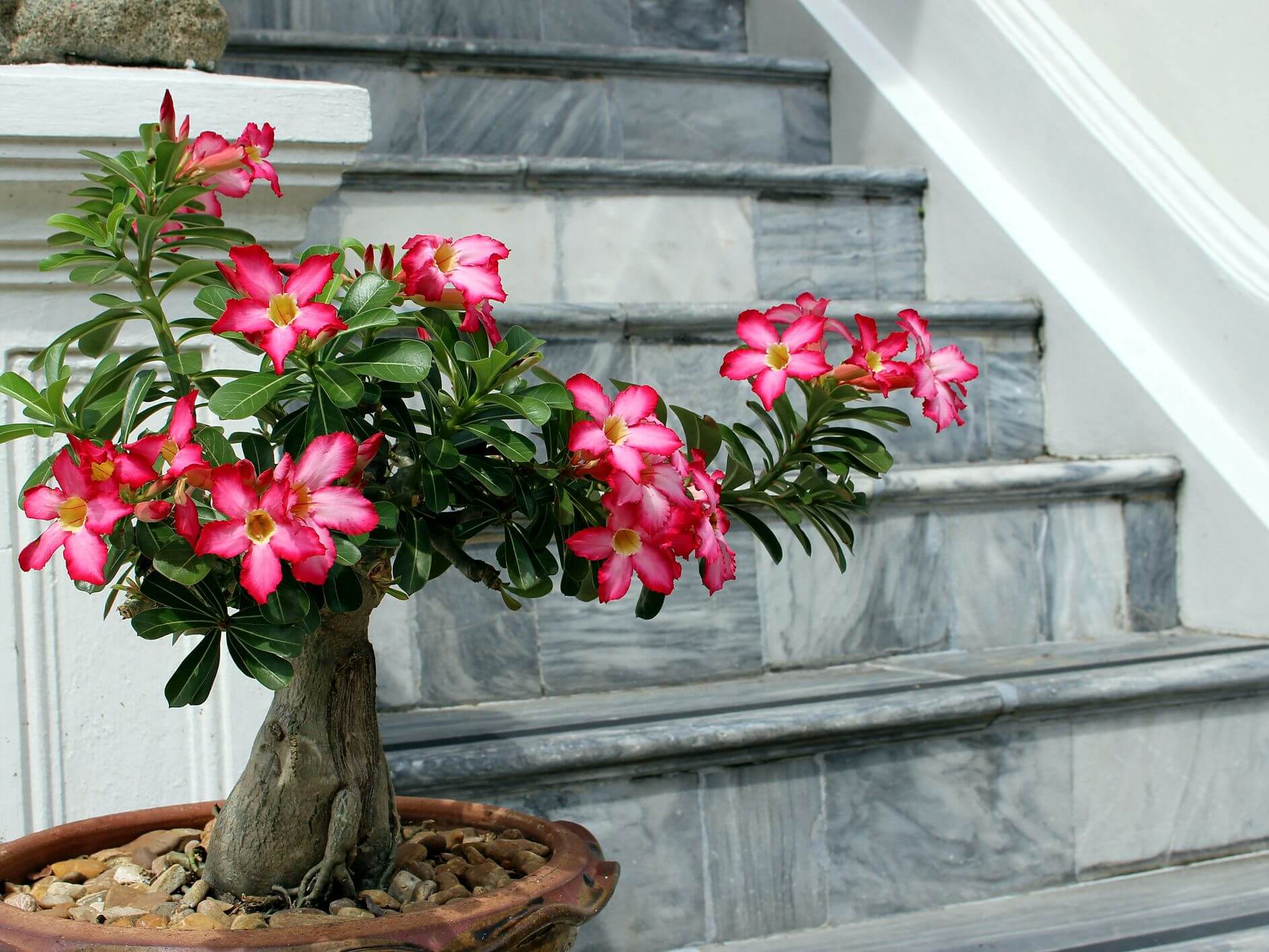 Unusual Indoor Plants Uk