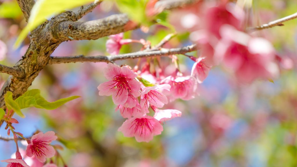 20 types of flowering trees with pictures for easy identification