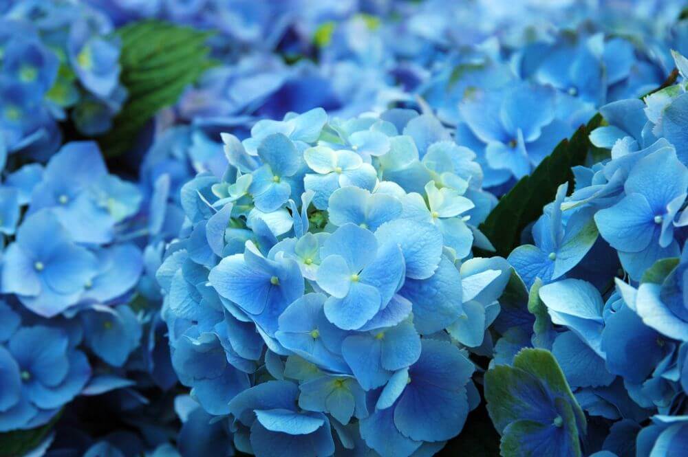 30 Most Beautiful Blue Flower Names with Pictures