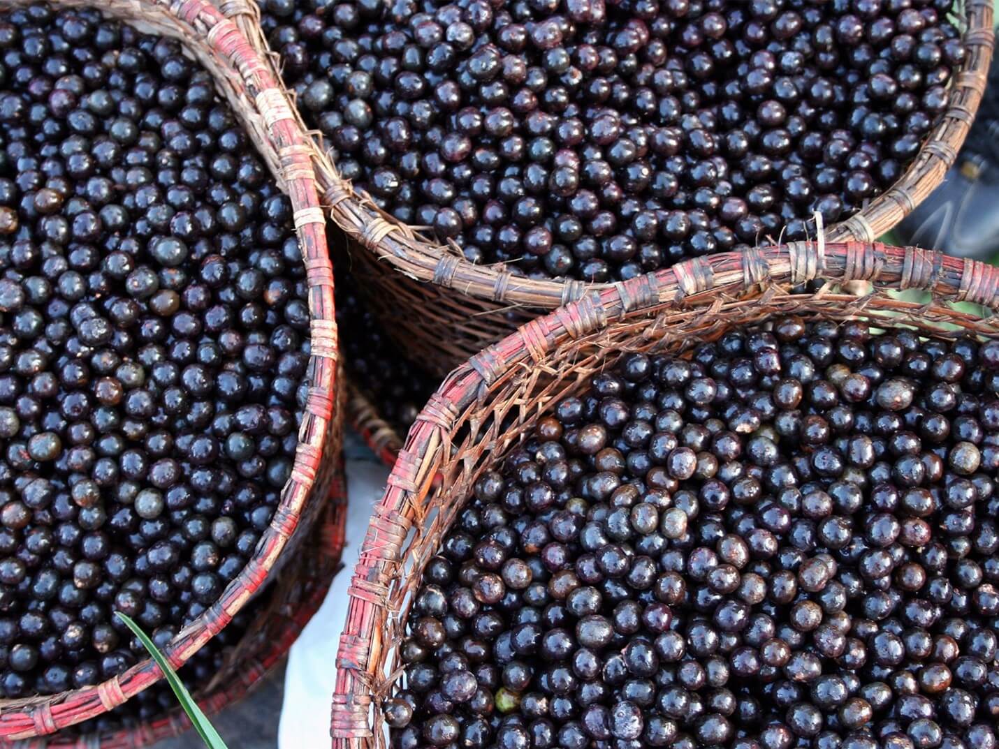 Bagas de Açaí